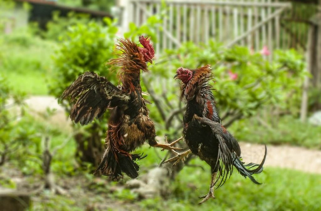 cockfighting