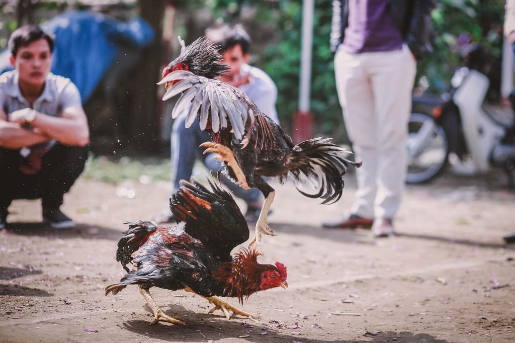 raising roosters 