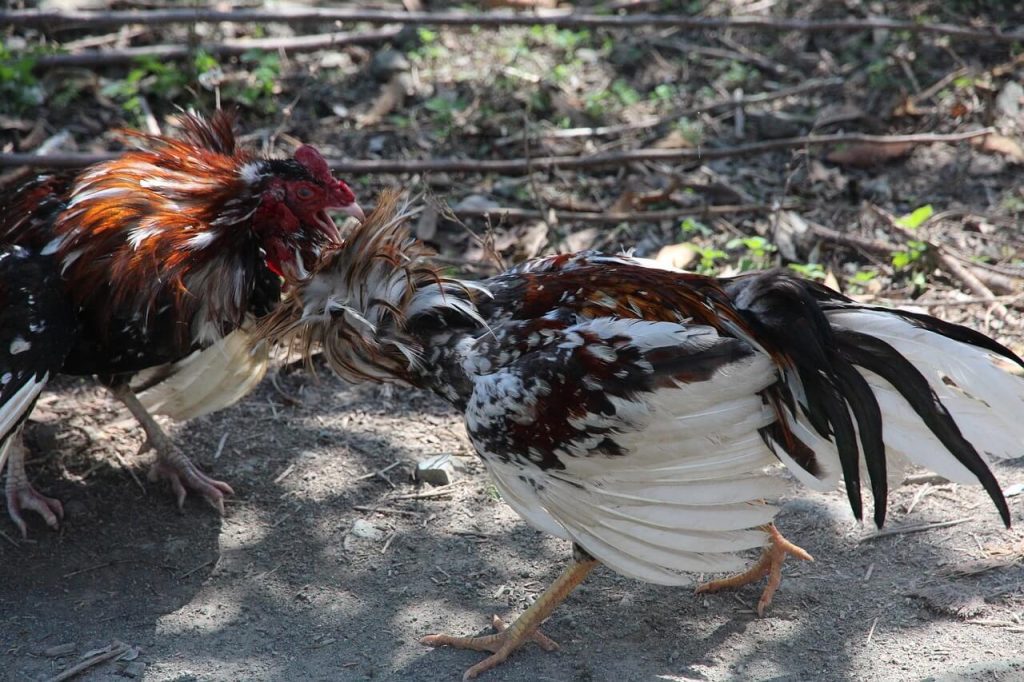 vietnam cockfightinng